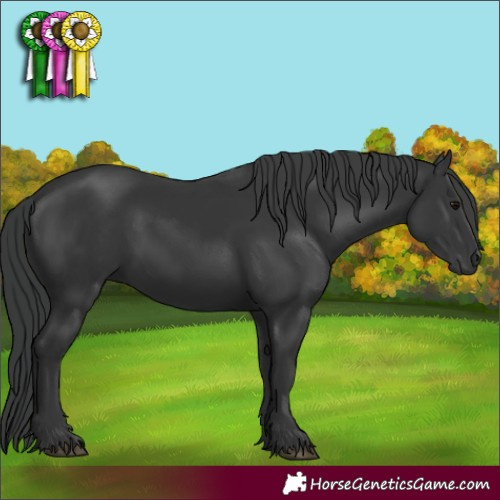 Horse Color:Black 