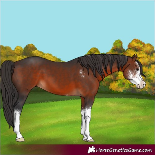 Horse Color:Brown Sabino