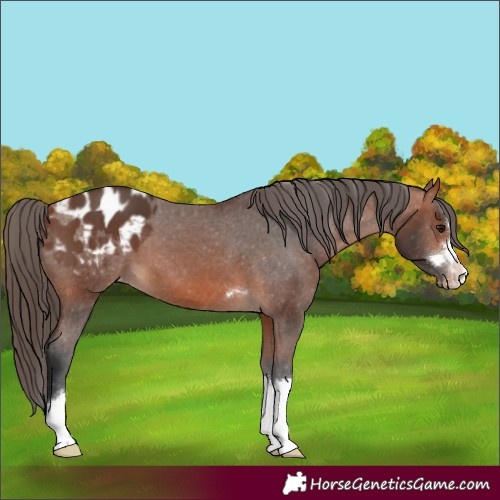 Horse Color:Bay Appaloosa 