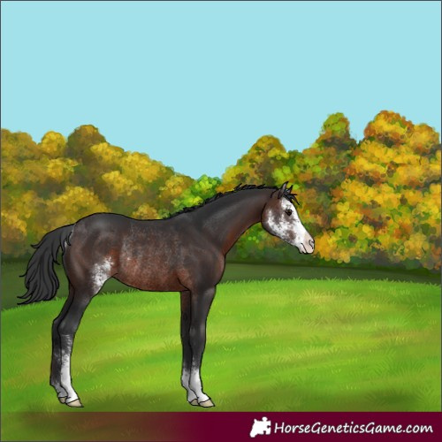 Horse Color:Brown Sabino Rabicano 