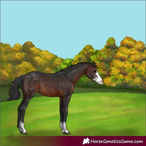 Horse Color:Brown Sabino Rabicano 