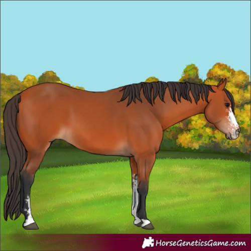 Horse Color:Bay Sabino 