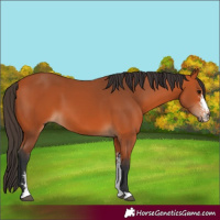 Horse Color:Bay Sabino 