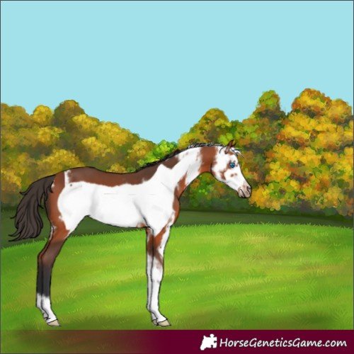 Horse Color:Bay Sabino Frame