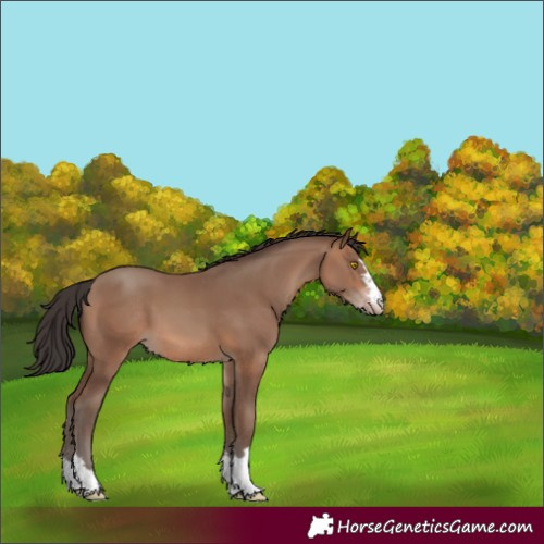 Horse Color:Sable Champagne 