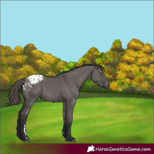 Horse Color:Grullo Appaloosa 