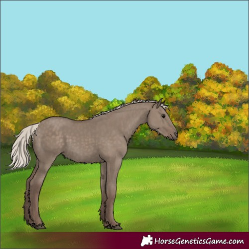 Horse Color:Silver Grullo 
