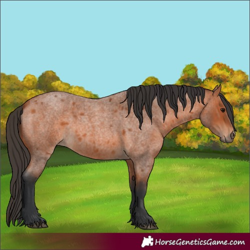 Horse Color:Bay Roan 