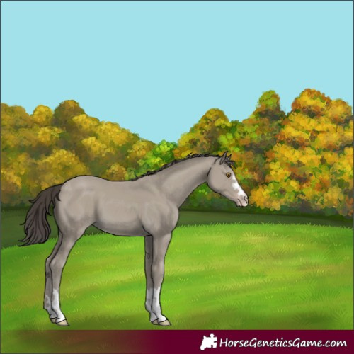 Horse Color:Classic Cream Champagne 