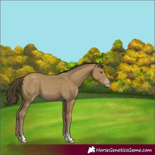 Horse Color:Classic Cream Champagne 