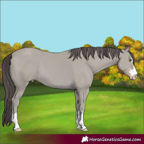 Horse Color:Classic Cream Champagne 