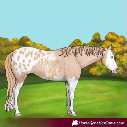 Horse Color:Gold Champagne Splash Appaloosa 
