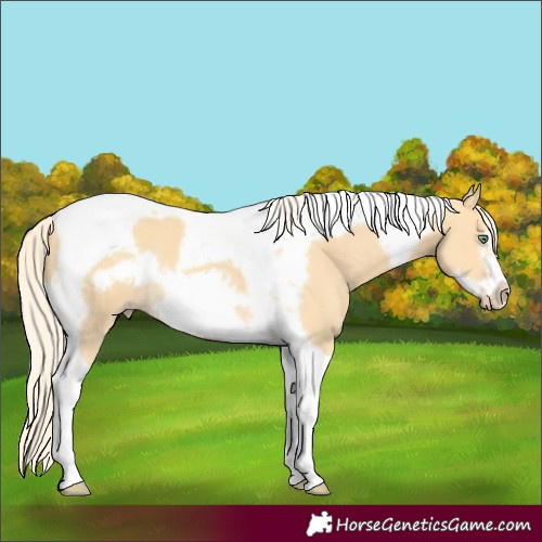 Horse Color:Gold Cream Champagne Tobiano Frame 