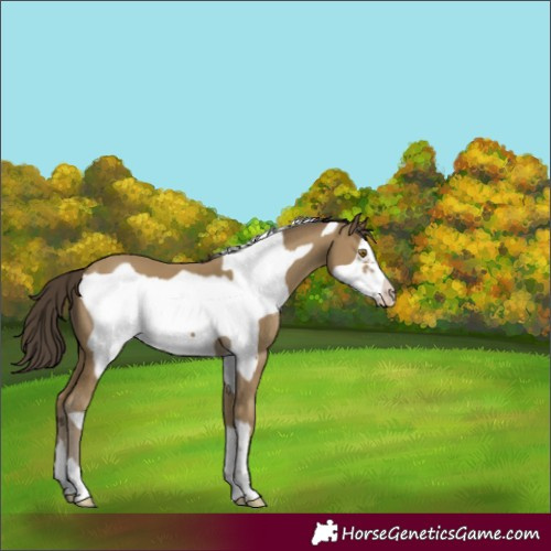 Horse Color:Classic Cream Champagne Frame