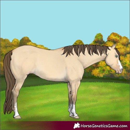 Horse Color:Amber Cream Champagne Dun 