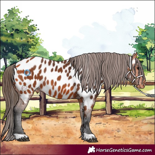 Horse Color:Bay Appaloosa 