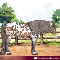 Horse Color:Bay Appaloosa