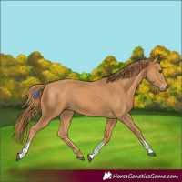 Horse Color:Chestnut Tobiano 