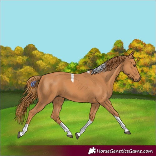 Horse Color:Chestnut Tobiano