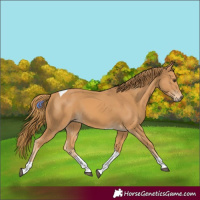 Horse Color:Chestnut Tobiano 