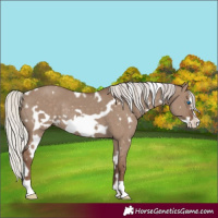 Horse Color:White Spotted Silver Grullo Frame Rabicano