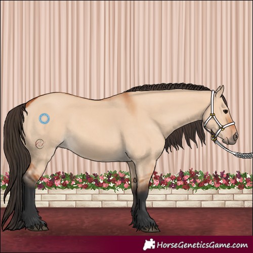 Horse Color:Bay Dun Rabicano 