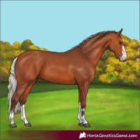Horse Color:Silver Bay 