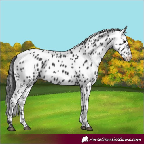 Horse Color:Black Appaloosa 