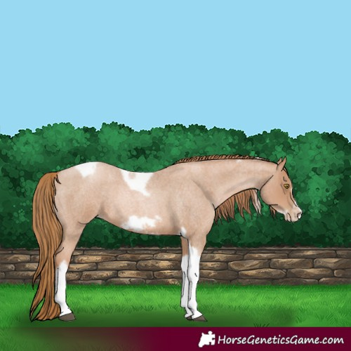 Horse Color:Red Roan Pearl Tobiano Frame 