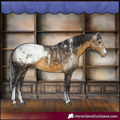 Horse Color:Powder White Buckskin Appaloosa Rabicano 