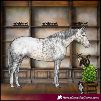 Horse Color:Powder White Buckskin Appaloosa Rabicano 