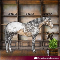 Horse Color:Powder White Buckskin Appaloosa Rabicano