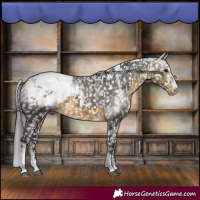 Horse Color:Powder White Buckskin Appaloosa Rabicano