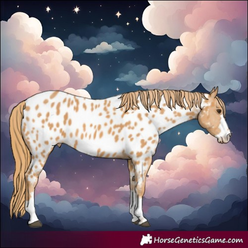 Horse Color:Chestnut Near Leopard