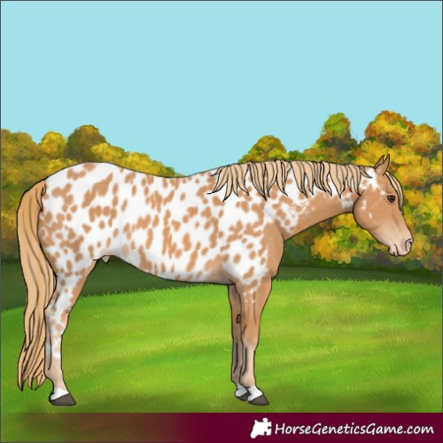 Horse Color:Unknown 