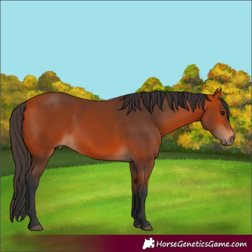 Horse Color:Bay 