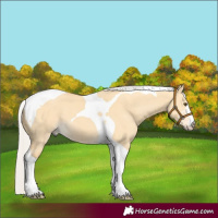 Horse Color:Silver Buckskin Dun Tobiano
