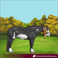 Horse Color:Black Frame