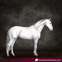 Horse Color:White Spotted Black 