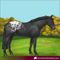 Horse Color:Black Appaloosa 