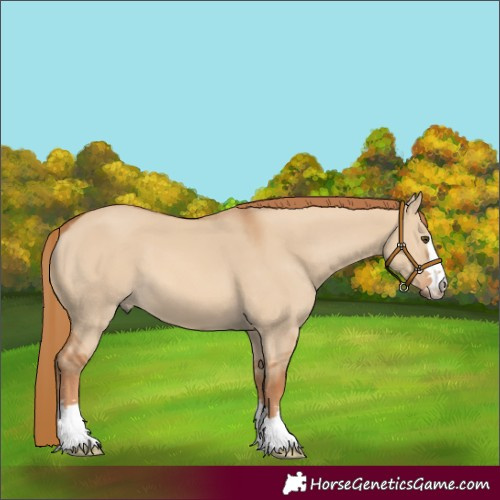 Horse Color:Red Dun 
