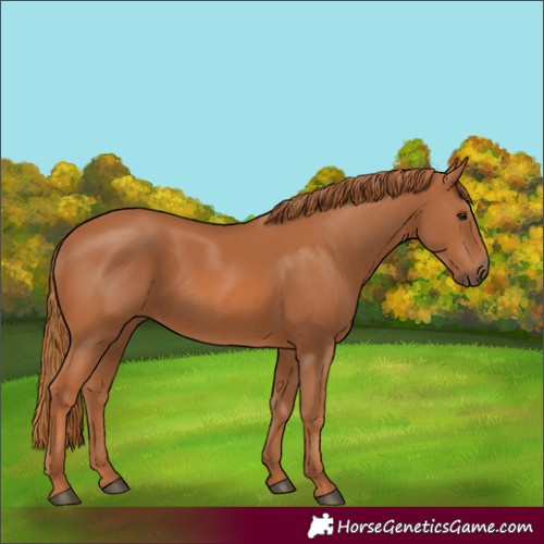 Horse Color:Chestnut 