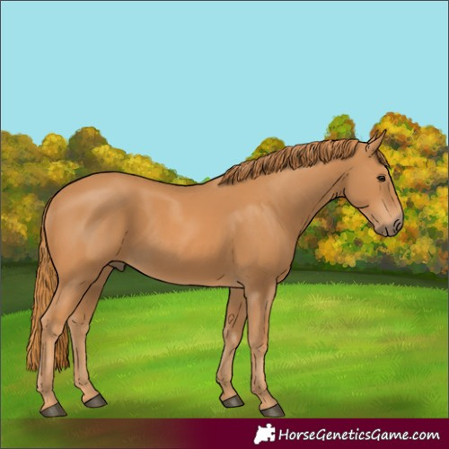 Horse Color:Unknown 