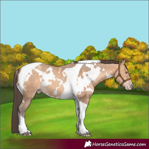 Horse Color:White Spotted Amber Champagne Tobiano 