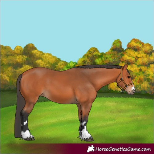 Horse Color:Bay 
