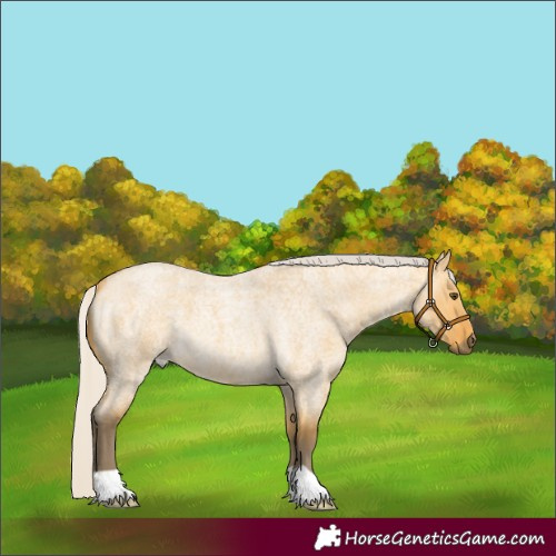 Horse Color:Silver Buckskin Roan Dun 