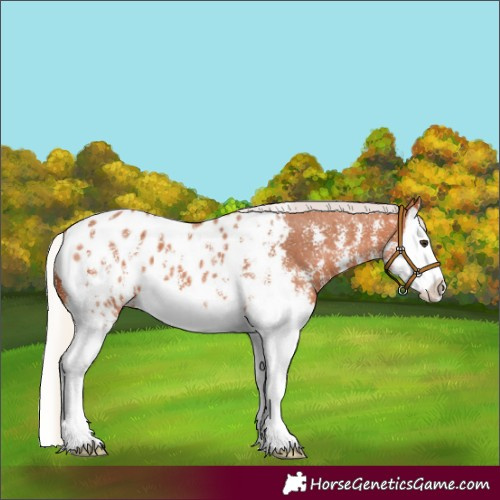 Horse Color:Silver Bay Sabino Splash Near Leopard 