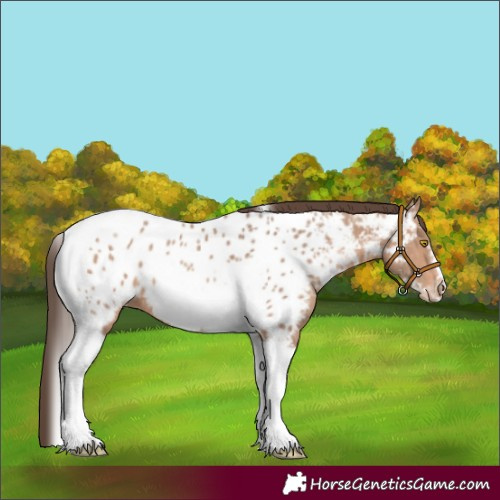 Horse Color:Sable Champagne Tobiano Frame Near Leopard 