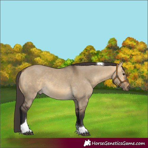 Horse Color:Buckskin Dun Tobiano 