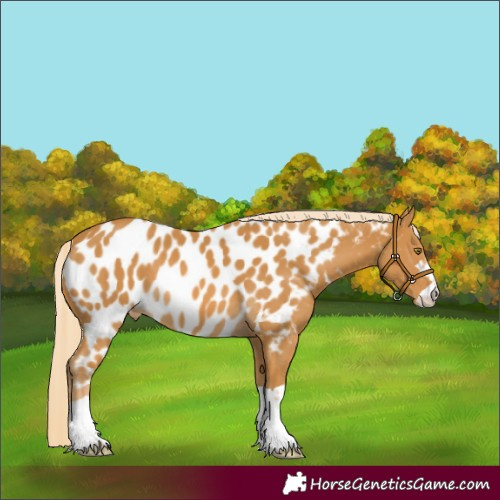 Horse Color:Palomino Appaloosa 